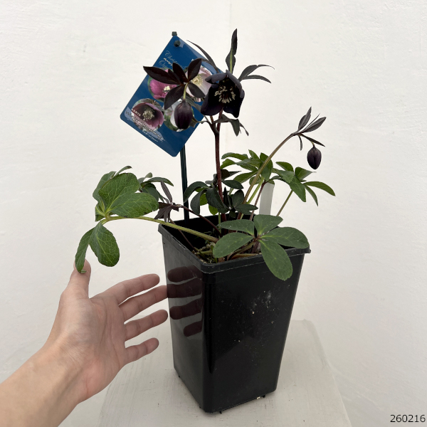 クリスマスローズ:ベーシックシングル26-25/1.5Lポット【現品販売】