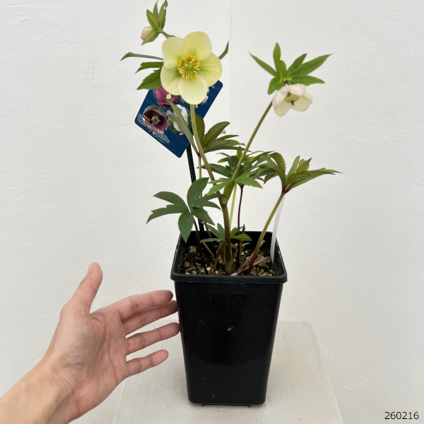 クリスマスローズ:ベーシックシングル26-26/1.5Lポット【現品販売】