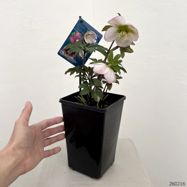 クリスマスローズ：ベーシックシングル26-27／1.5Lポット【現品販売】