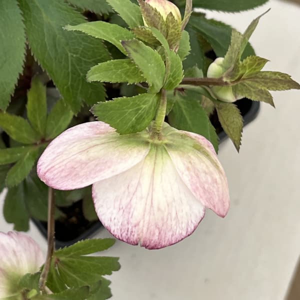 クリスマスローズ:ベーシックシングル26-27/1.5Lポット【現品販売】(開花終了株)