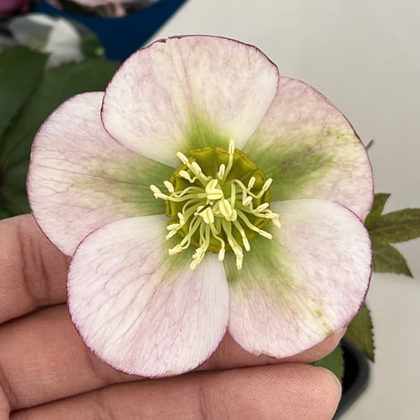 クリスマスローズ:ベーシックシングル26-27/1.5Lポット【現品販売】(開花終了株)