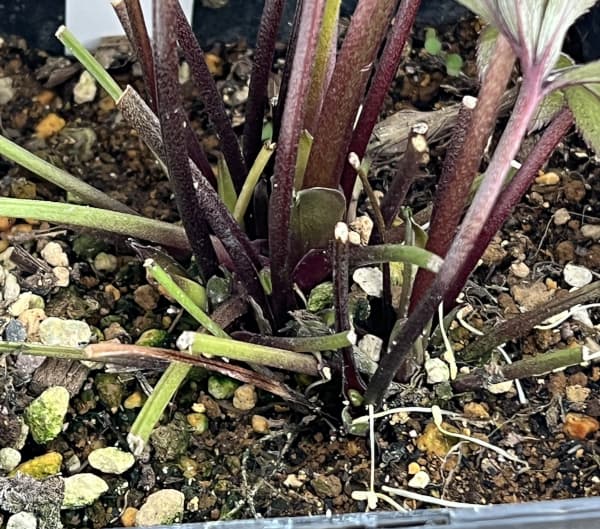 クリスマスローズ:ベーシックシングル26-27/1.5Lポット【現品販売】(開花終了株)