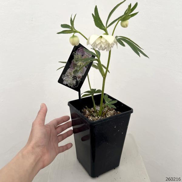 クリスマスローズ：セレクトダブル26-86／1.5Lポット【現品販売】