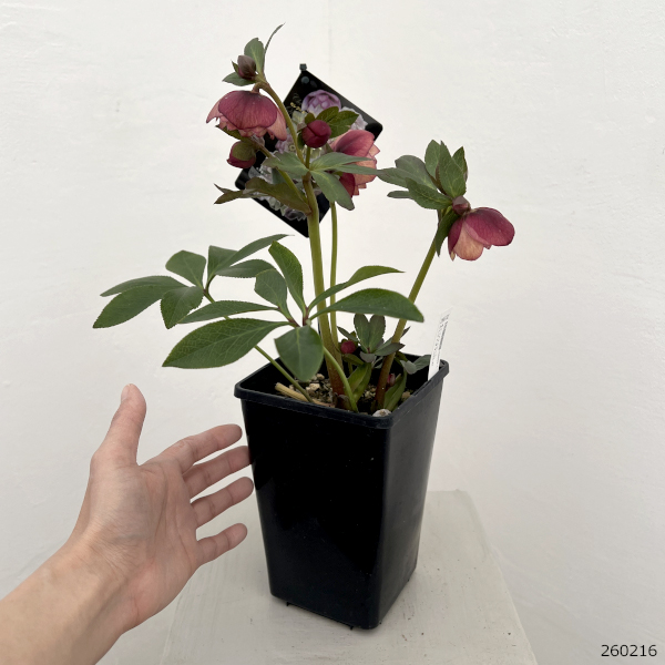 クリスマスローズ：セレクトダブル26-87／1.5Lポット【現品販売】