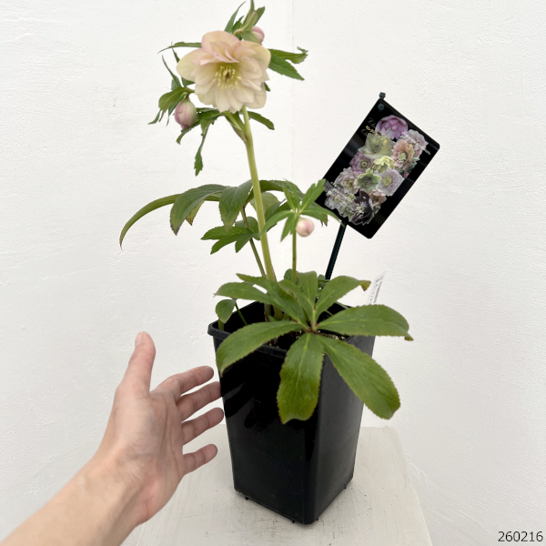 クリスマスローズ:セレクトダブル26-88/1.5Lポット【現品販売】