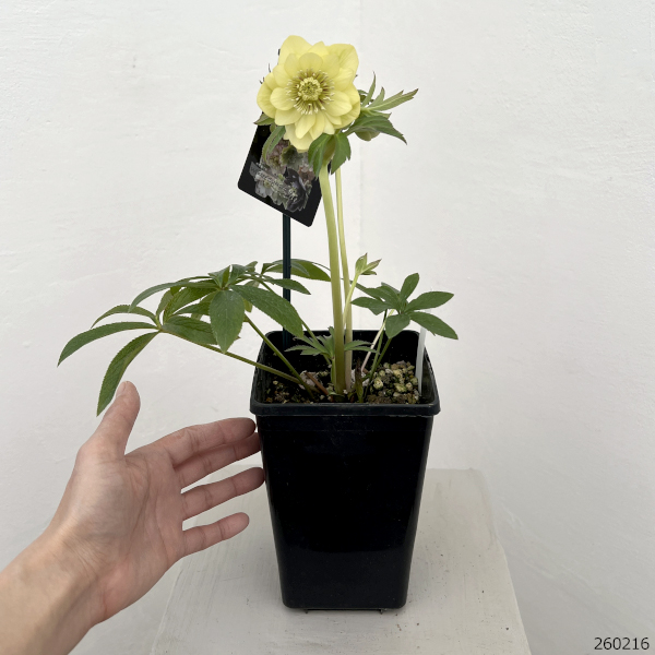 クリスマスローズ：セレクトダブル26-89／1.5Lポット【現品販売】