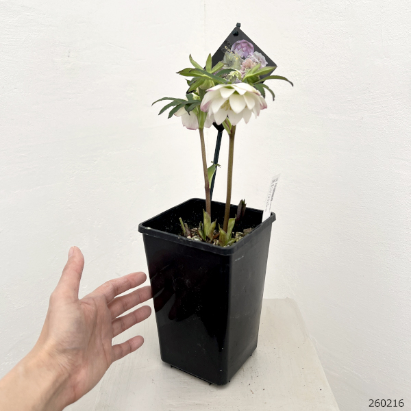 クリスマスローズ：セレクトダブル26-90／1.5Lポット【現品販売】