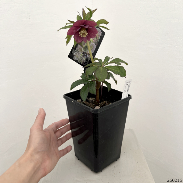 クリスマスローズ:セレクトダブル26-92/1.5Lポット【現品販売】