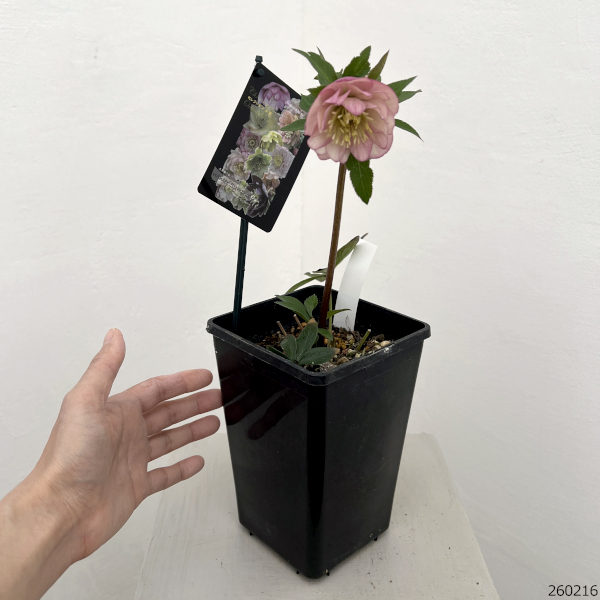 クリスマスローズ：セレクトダブル26-93／1.5Lポット【現品販売】