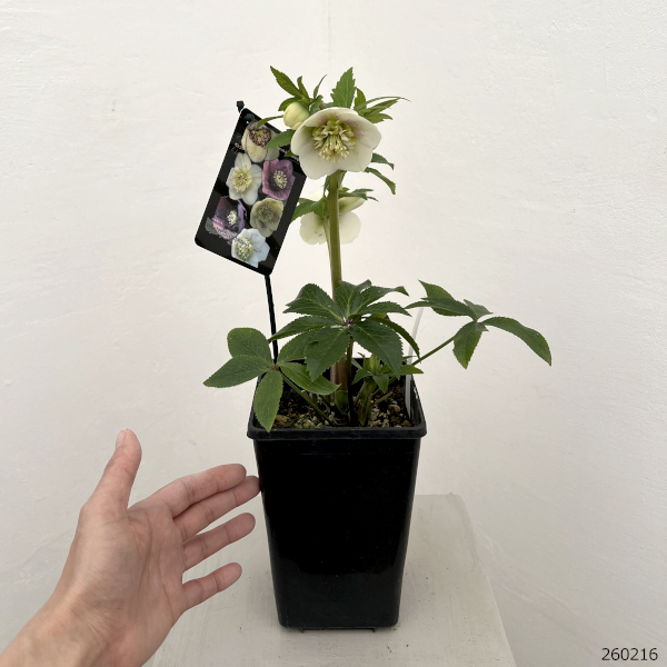 クリスマスローズ：セレクトセミダブル26-41／1.5Lポット【現品販売】