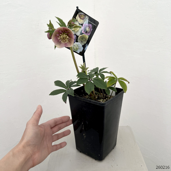 クリスマスローズ:セレクトセミダブル26-42/1.5Lポット【現品販売】