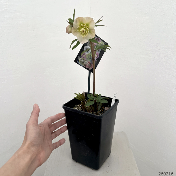 クリスマスローズ：セレクトシングル26-27／1.5Lポット【現品販売】