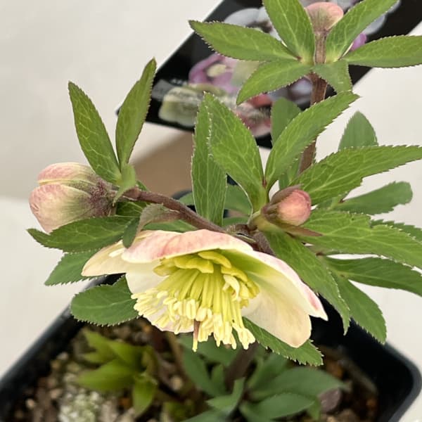 クリスマスローズ:セレクトシングル26-27/1.5Lポット(開花終了株)【現品販売】