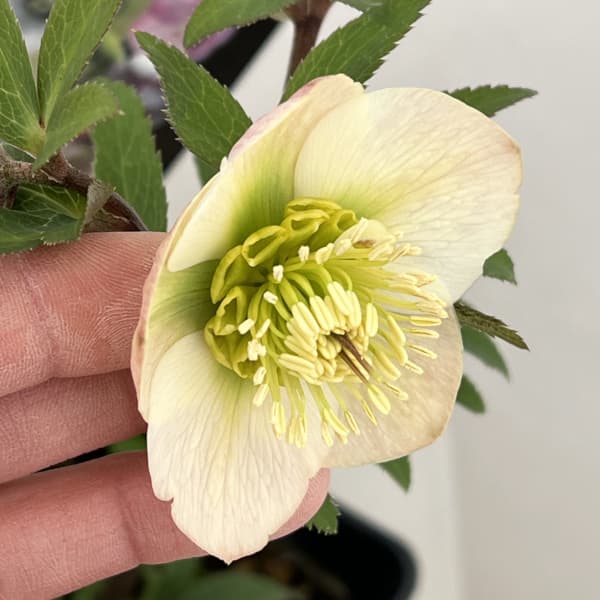 クリスマスローズ:セレクトシングル26-27/1.5Lポット(開花終了株)【現品販売】