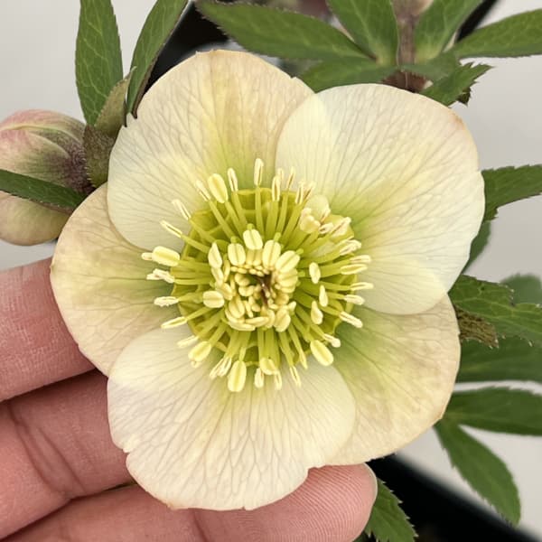 クリスマスローズ:セレクトシングル26-27/1.5Lポット(開花終了株)【現品販売】