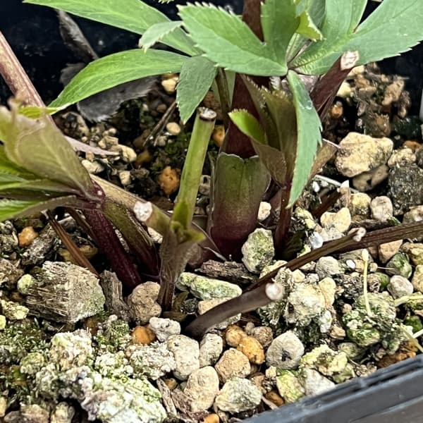 クリスマスローズ:セレクトシングル26-27/1.5Lポット(開花終了株)【現品販売】