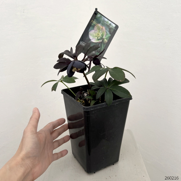 クリスマスローズ:スウィングシングル26-06/1.5Lポット【現品販売】