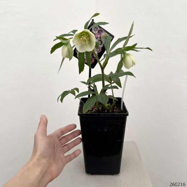 クリスマスローズ：セレクトシングル（H.viridis　hybrid）26-28／1.5Lポット【現品販売】