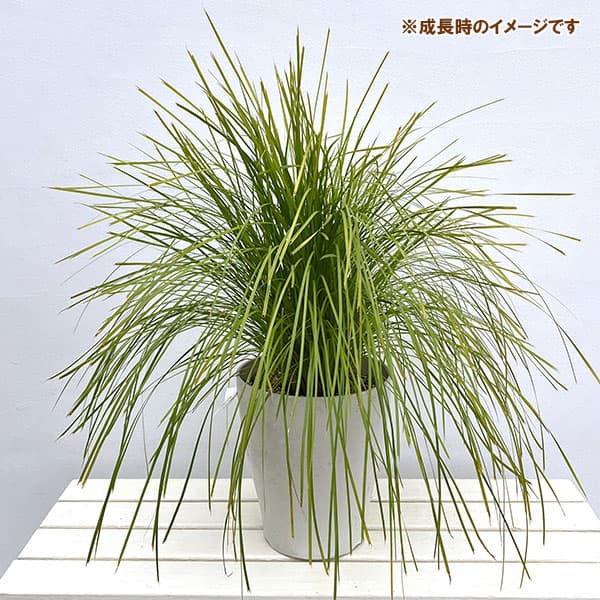 ロマンドラ：ロンギフォリア マイナーズゴールド6号ポット