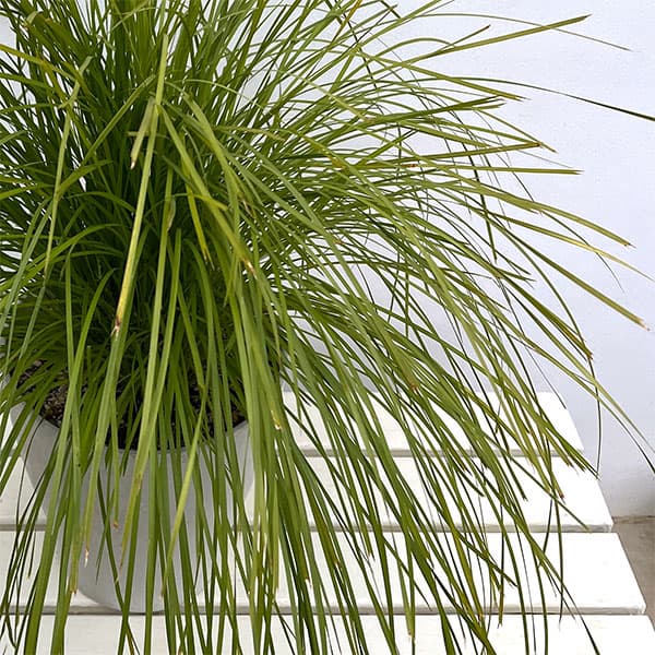 ロマンドラ：ロンギフォリア マイナーズゴールド6号ポット