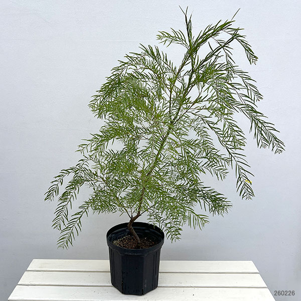 アカシア：ブリスベーンアカシア7号ポット