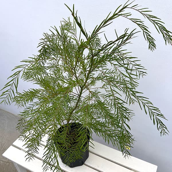 アカシア：ブリスベーンアカシア7号ポット