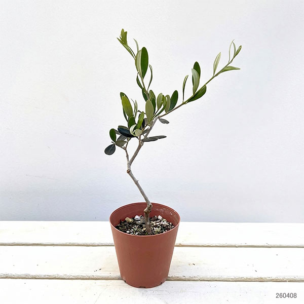 オリーブ：ルッカ 3.5号鉢植え