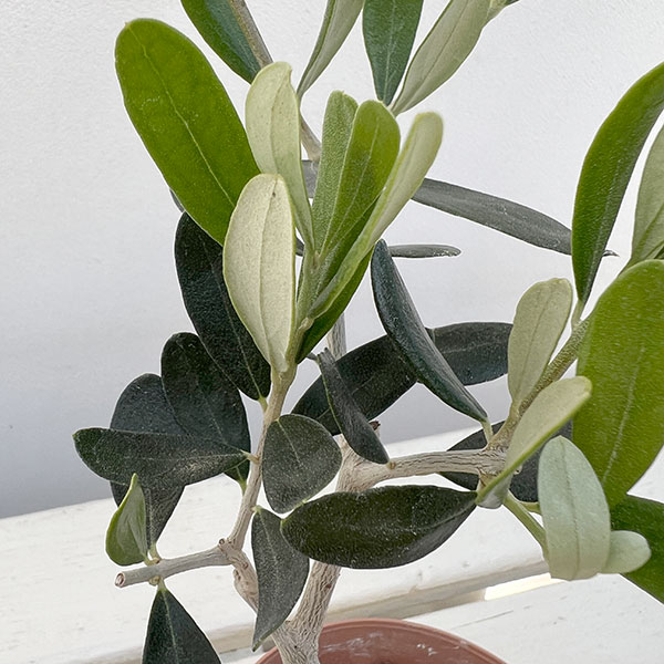 オリーブ：ルッカ 3.5号鉢植え