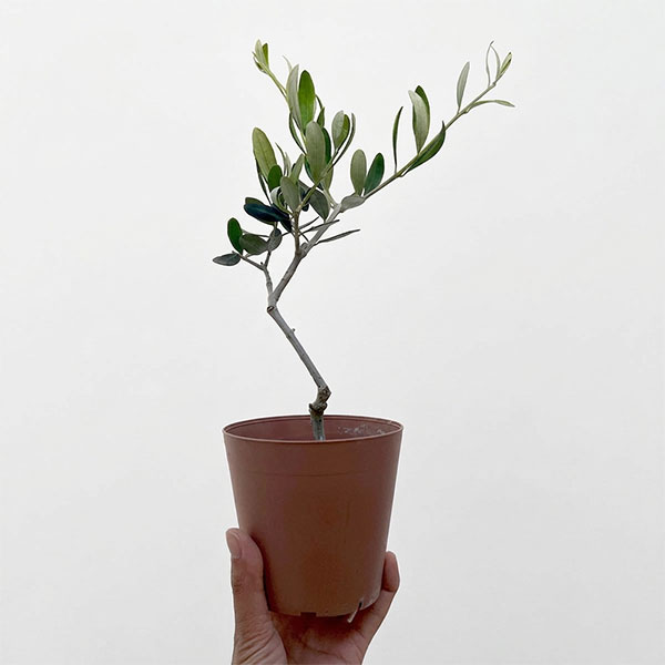 オリーブ：ルッカ 3.5号鉢植え