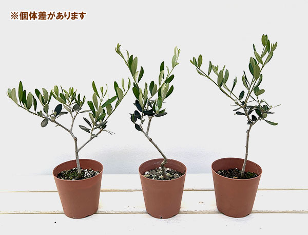 オリーブ：ルッカ 3.5号鉢植え