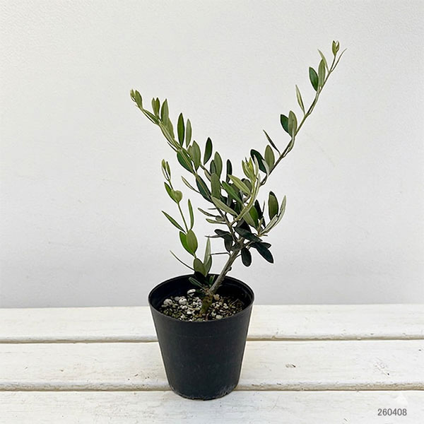 オリーブ：コロネイキ 3.5号鉢植え