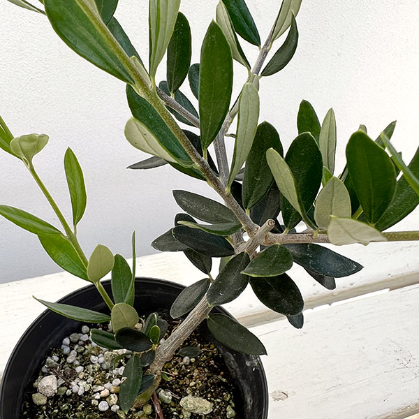 オリーブ：コロネイキ 3.5号鉢植え