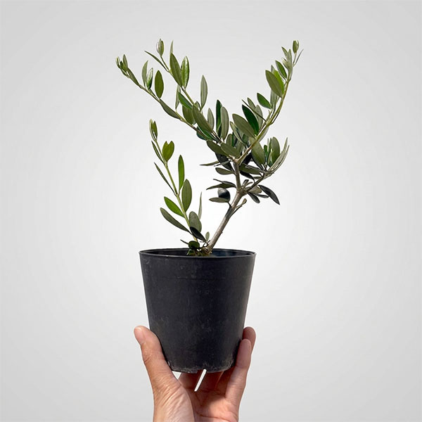 オリーブ：コロネイキ 3.5号鉢植え