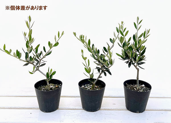 オリーブ：コロネイキ 3.5号鉢植え
