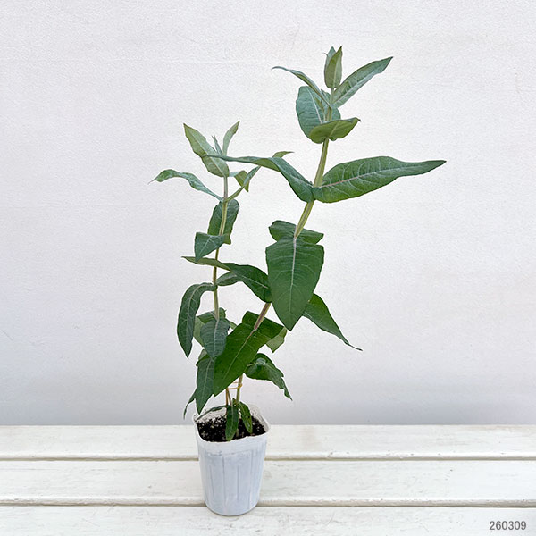 ユーカリ：スティックス2.5-3号ポット