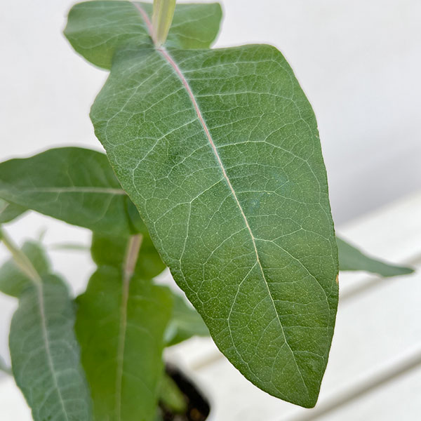 ユーカリ：スティックス2.5-3号ポット