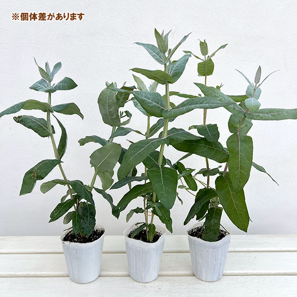 ユーカリ：スティックス2.5-3号ポット