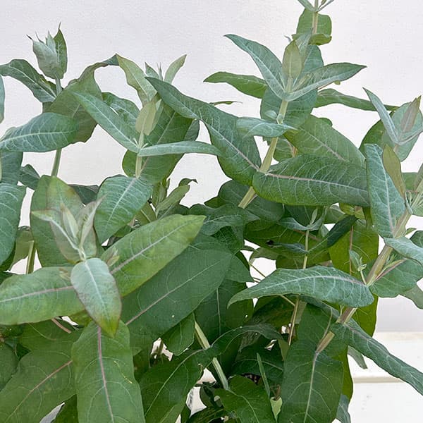 ユーカリ：スティックス2.5-3号ポット