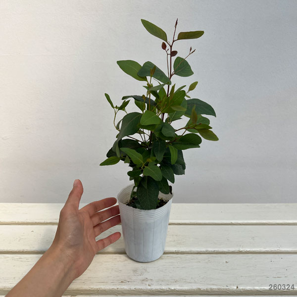 ユーカリ：ポプルネア3号ポット