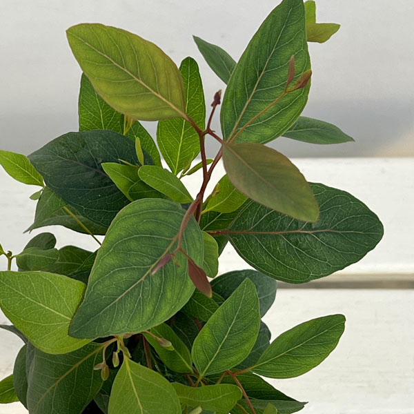 ユーカリ：ポプルネア3号ポット