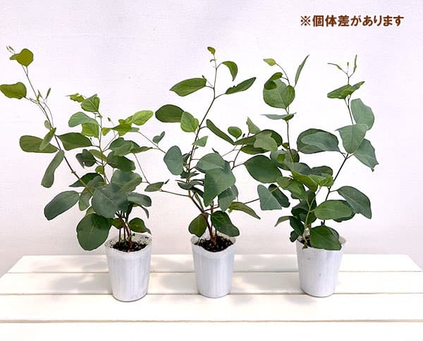 ユーカリ：ポプルネア3号ポット