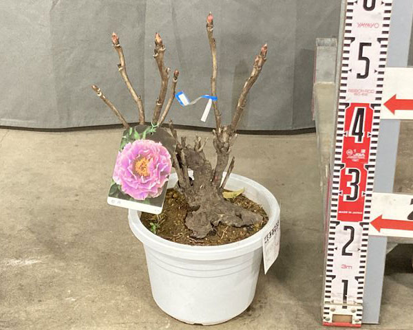 牡丹（ぼたん）：島の藤（しまのふじ）3～４年生苗8号鉢植え