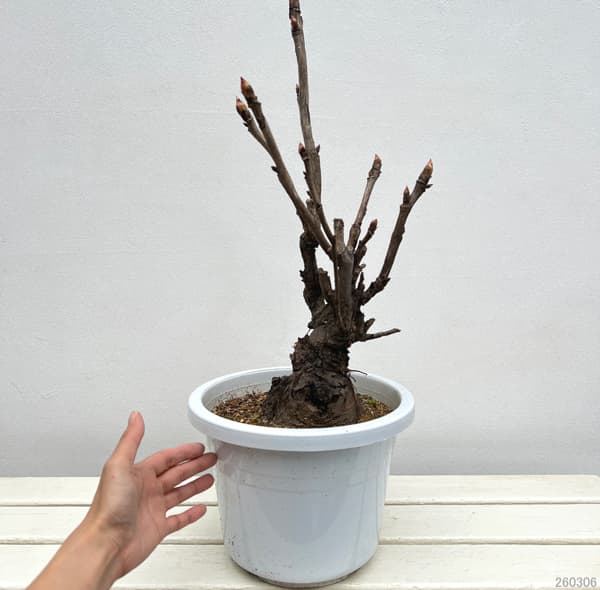牡丹（ぼたん）：島の藤（しまのふじ）3～４年生苗8号鉢植え