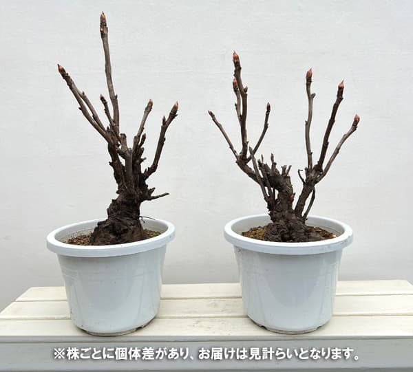 牡丹（ぼたん）：島の藤（しまのふじ）3～４年生苗8号鉢植え