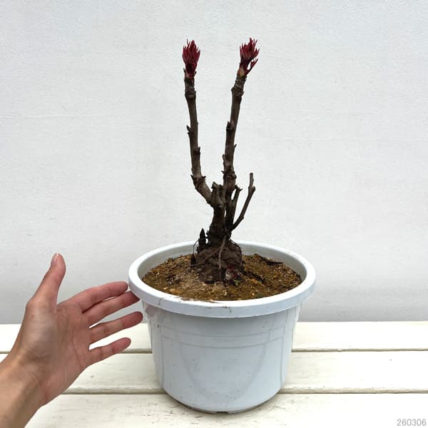牡丹（ぼたん）：連鶴（れんかく）7号鉢植え