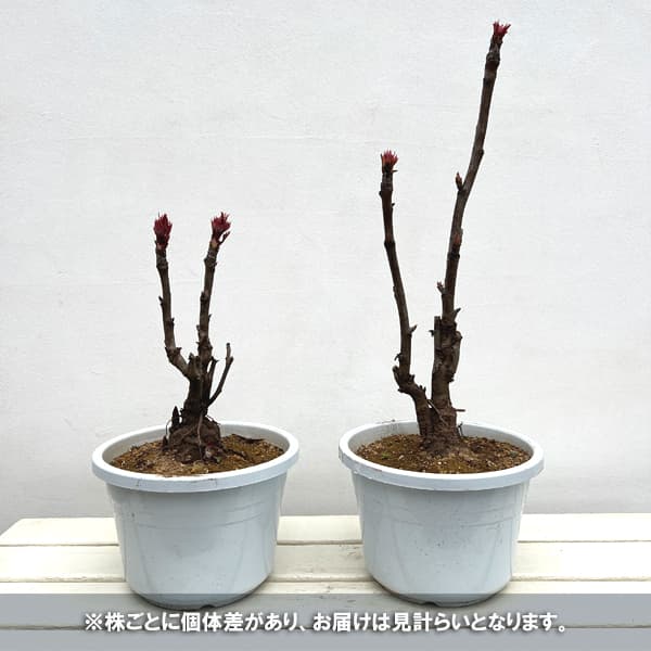 園芸ネット本店｜牡丹（ぼたん）：連鶴（れんかく）7号鉢植え の通販