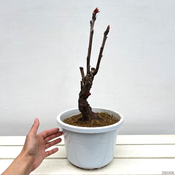 園芸ネット本店｜牡丹（ぼたん）：新鏡（しんかがみ）7号鉢植え の通販