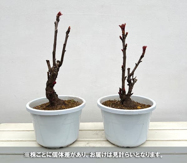 園芸ネット本店｜牡丹（ぼたん）：新鏡（しんかがみ）7号鉢植え の通販