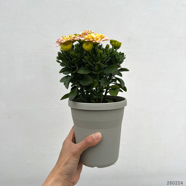 オステオスペルマム：トランスコンチェルト4号鉢植え