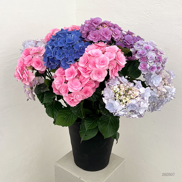 アジサイ：さかもと園芸さんの紫陽花ミックス咲き8号鉢植え